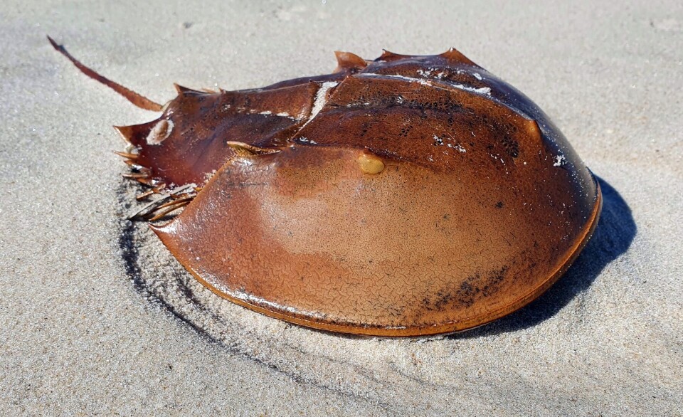 Horseshoe crabs are very old. There are easily recognisable fossils that are 450 million years old, according to Store norske leksikon. This means they appeared long before the dinosaurs.