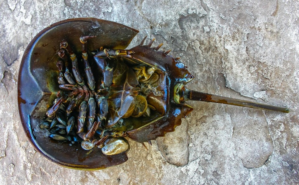 This is what a horseshoe crab looks like on the underside. It has eight legs and is classified as an arachnid, not a crustacean.