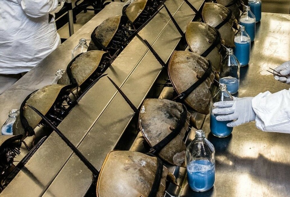 What is going on here? Well, horseshoe crabs are being drained of blood at Charles River Laboratory in the city of Charleston, USA. Flere hvitkledde mennesker står inne på et laboratorium med hårnett, munnbind og hansker. De tapper blodet fra titalls dolkhaler som er montert på en rekke. Ved siden av hver dolkhale er det en glassflaske med blått blod.