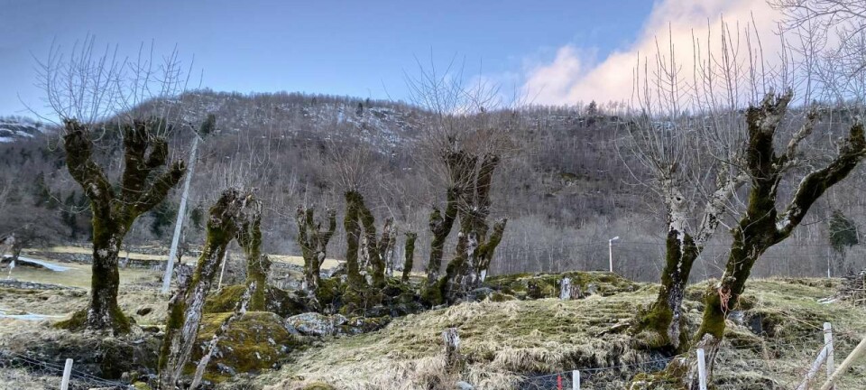 What is pollarding and why is it still practiced?