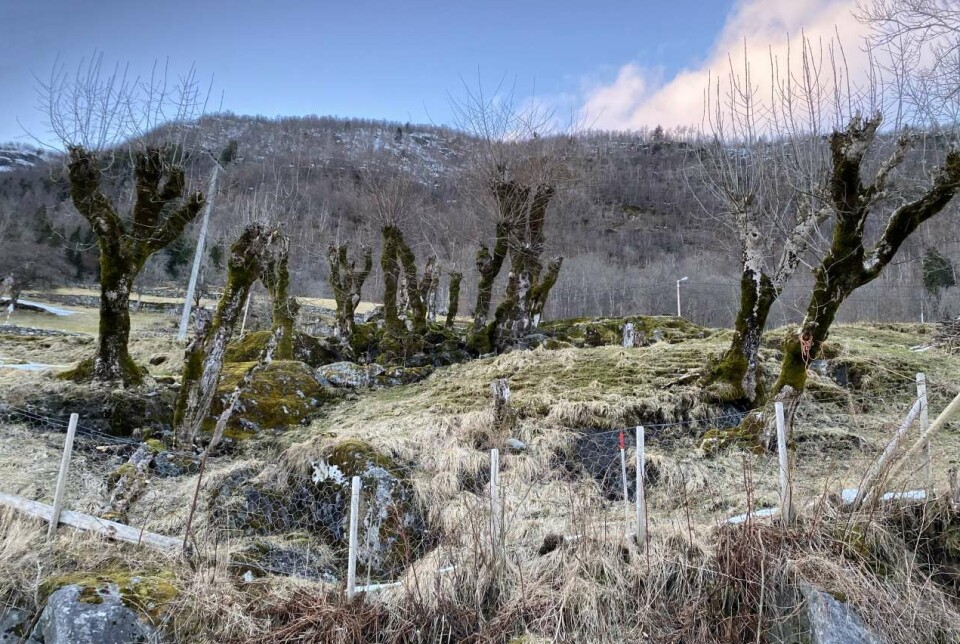 Pollarding means cutting the top and branches off standing deciduous trees, or felling a tree. This photo depicts pollarded ash trees in Sogndal, Western Norway.
