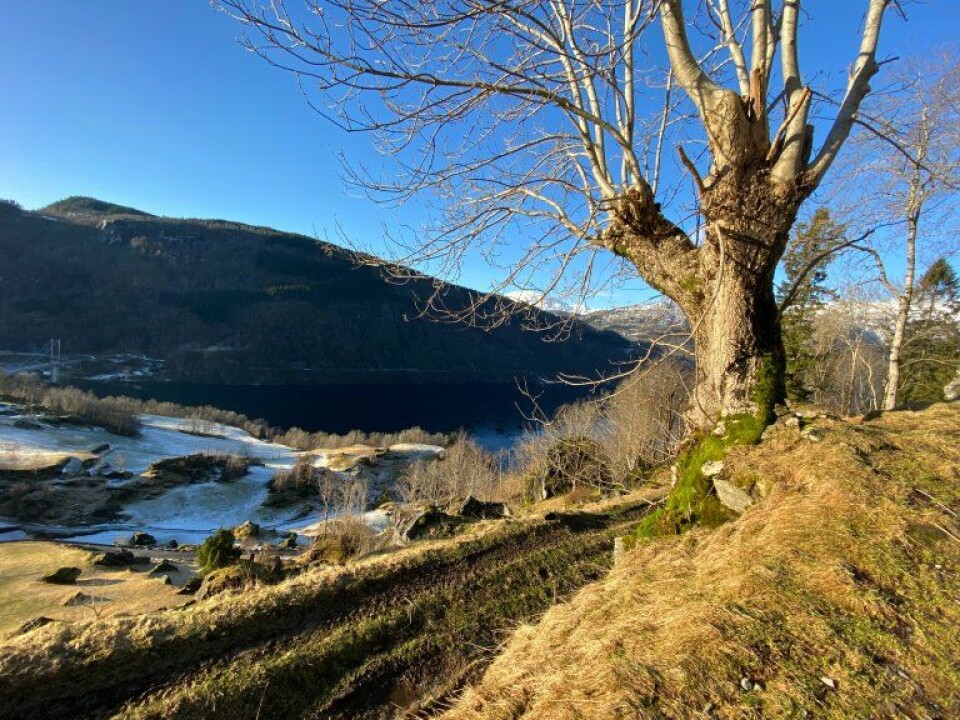 Pollarding is a pruning technique used in forestry and arboriculture where the upper branches of a tree are removed, leaving only the trunk and a few major branches. This photo shows a pollarded ash in Kvam Municipality in Western Norway.