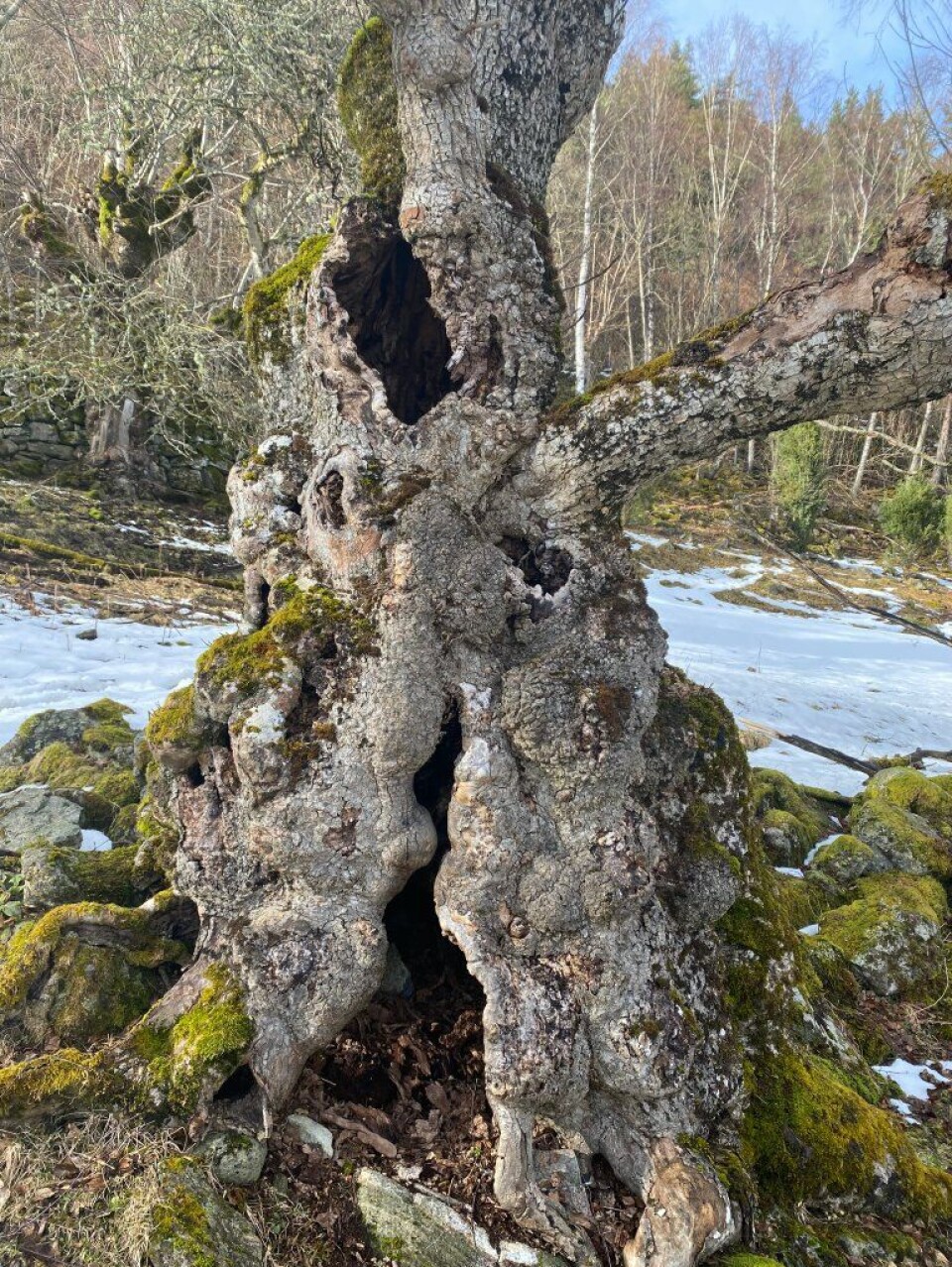 Pollarded trees often become hollow in the middle at a younger age than trees that are not managed. Hollow deciduous trees are a particularly valuable habitat for a variety of species.