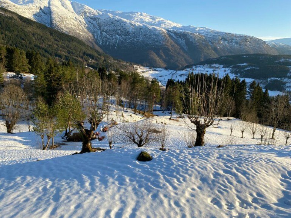 Pollarded trees in the agricultural landscape are important habitats for lichens, mosses, fungi, and insects, and promote biodiversity in the area. Here we see a landscape with pollarded trees in Ulvik in Western Norway.