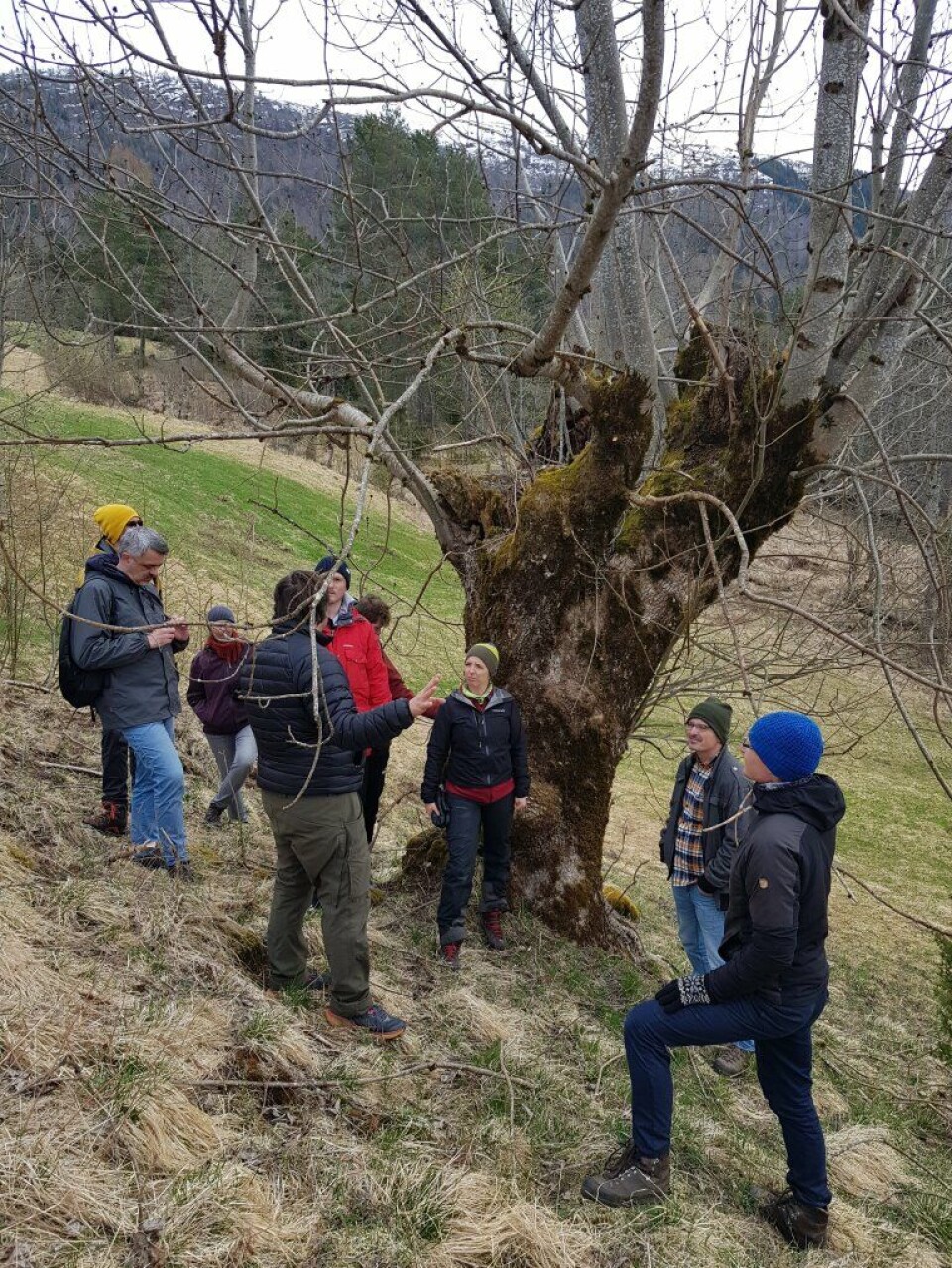 Several project participants stand by a pollarded tree in Ulvik in Western Norway.