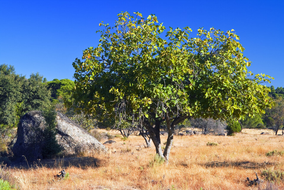 The fig tree that Jesus cursed withered immediately. However, the curse has not affected the diet of Christians.