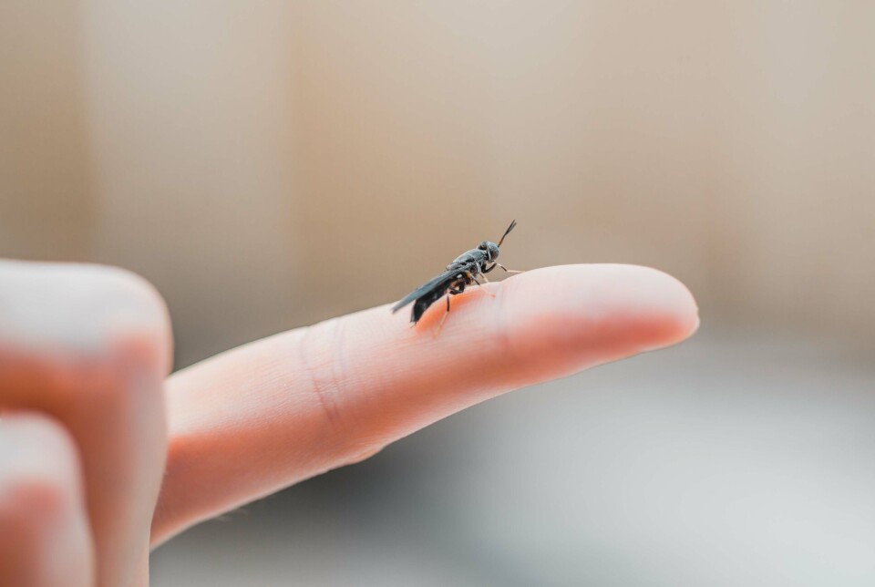 Larvae from the black soldier fly are used in the new feed. A small black soldier fly perched on a finger.