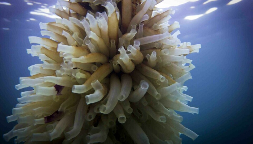 Sea squirts cling on and stay there.