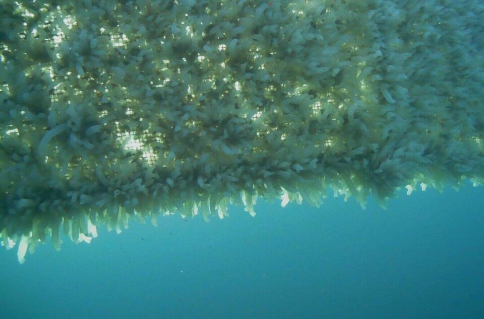 Sea squirts attach themselves to ropes that have been placed in the sea.