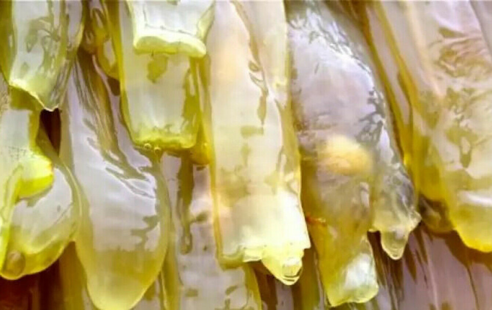 The sea squirts have a filter covered with mucus. It catches tiny particles in the water.