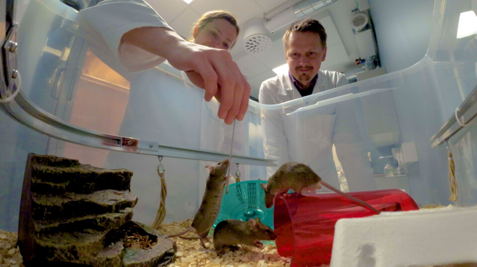 Hanne Stensola and Tor Stensola check that the mice are thriving in their new home.