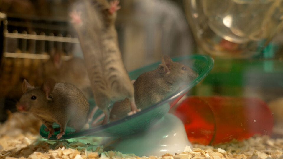 Eventually, these mice will be going to ‘mouse school’. Mus i lab
