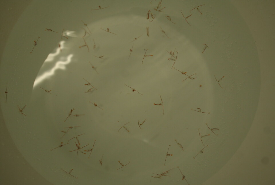 Copepods in the genus Calanus play a very special role in marine ecosystems. However, living conditions are changing as the ocean becomes increasingly warmer. A petri dish with small Calanus in a liquid.