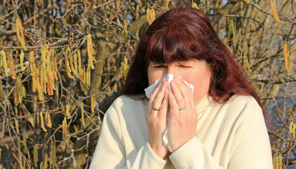More and more people are struggling with allergies, such as pollen allergies. Why is that? A woman sneezes into a tissue outdoors.