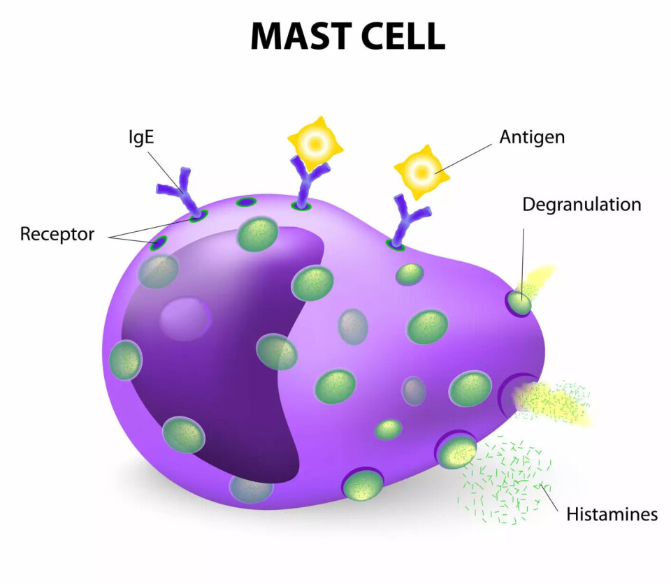 Here you can see a mast cell. On the outside of the cell are IgE molecules – antenna-like structures shaped like the letter Y. These IgE molecules are designed to match a specific protein, such as the protein found in birch pollen. This protein fits perfectly into the shape at the end of the IgE molecule. When the protein locks into place, the mast cell reacts. It releases signaling substances, such as histamine, which then cause reactions in the surrounding tissue. A diagram of a mast cell with labels.