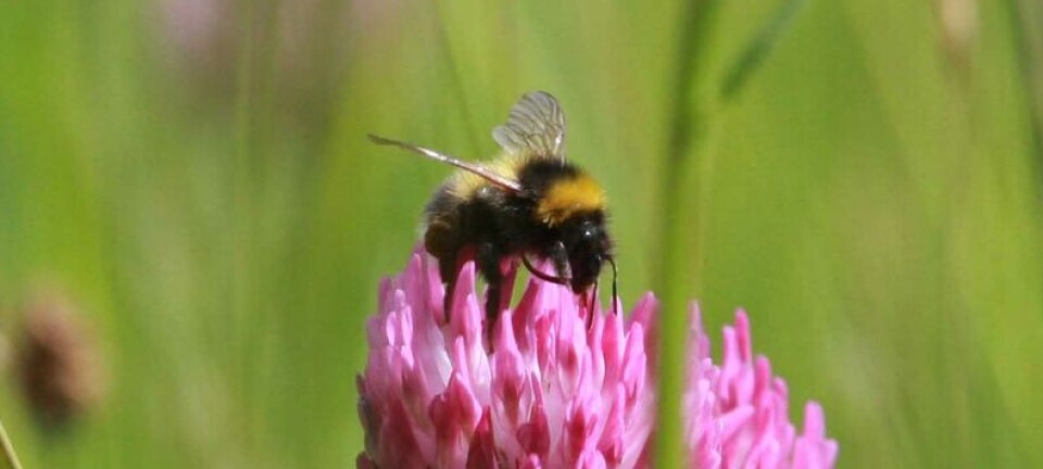 Pollinators' 10 favourite Nordic plants