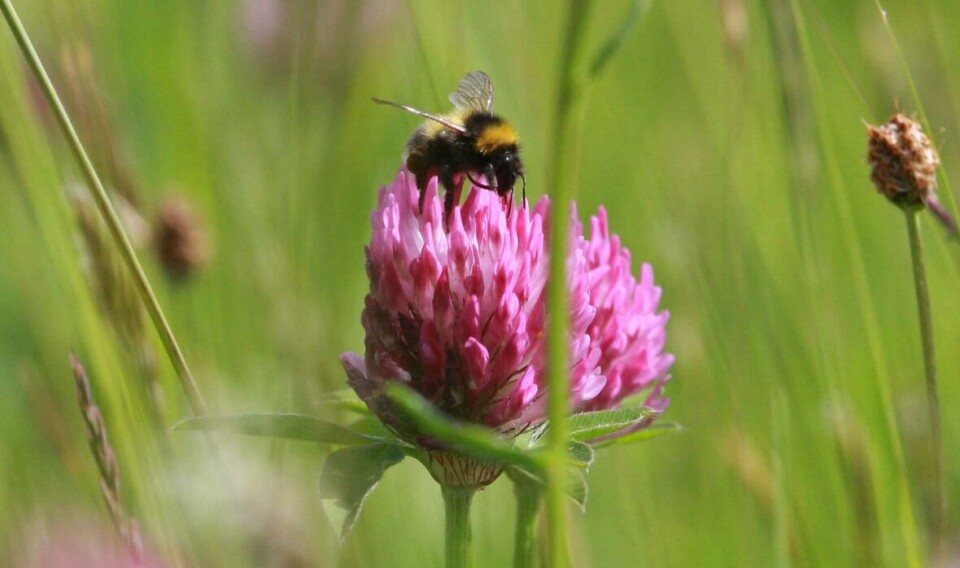 Different pollinators prefer different plants. Do you have any of their favourites in your garden?