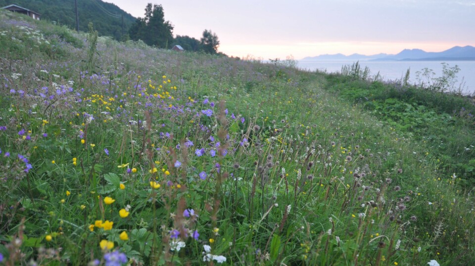 A semi-natural meadow is one of the most biodiverse ecosystems, making it a grand feast for numerous pollinators.