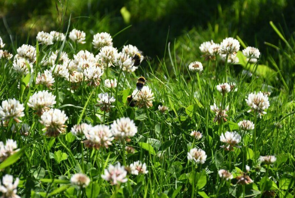 Leave sections of your lawn untrimmed, and the pollinators will thank you.
