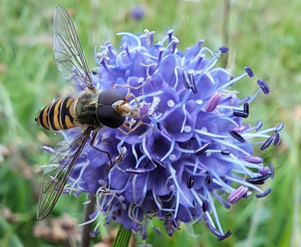 Devil's-bit scabious (Succisa pratensis).