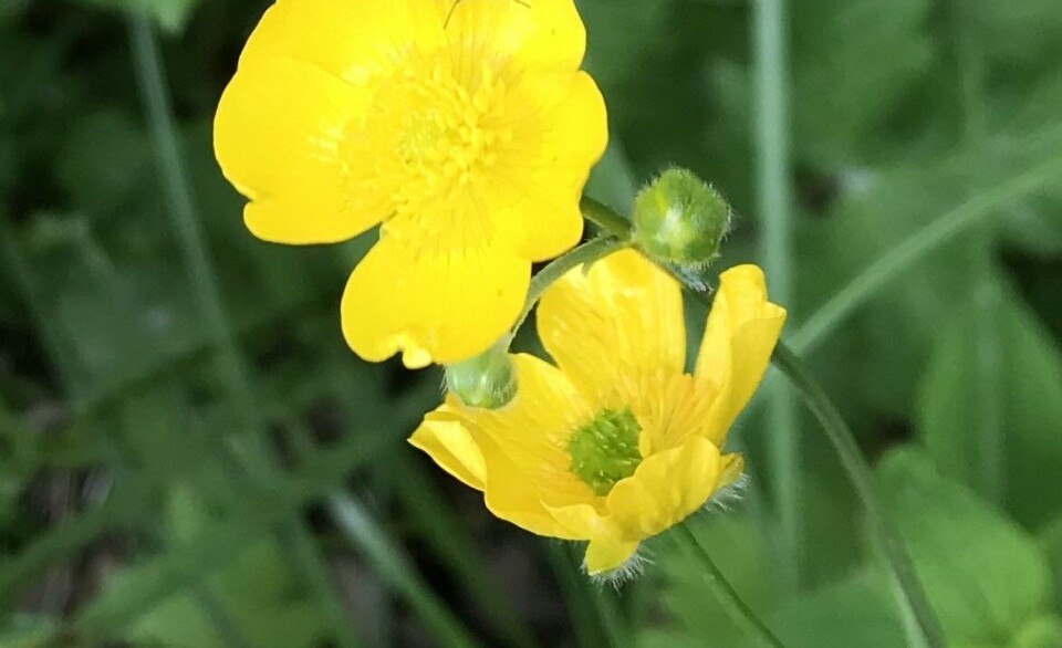 Meadow buttercup (Ranunculus acris) is common in semi-natural meadows, cultivated fields, roadsides, and open woodlands.