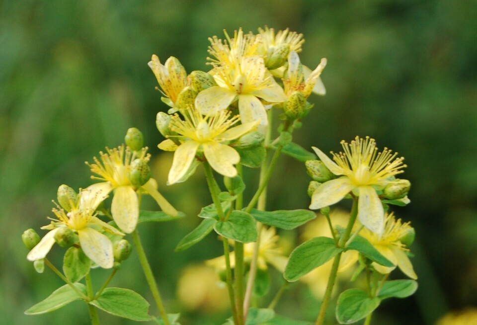 Imperforate St. John's wort (Hypericum maculatum) grows in semi-natural meadows, roadsides, dry slopes, and forest edges.