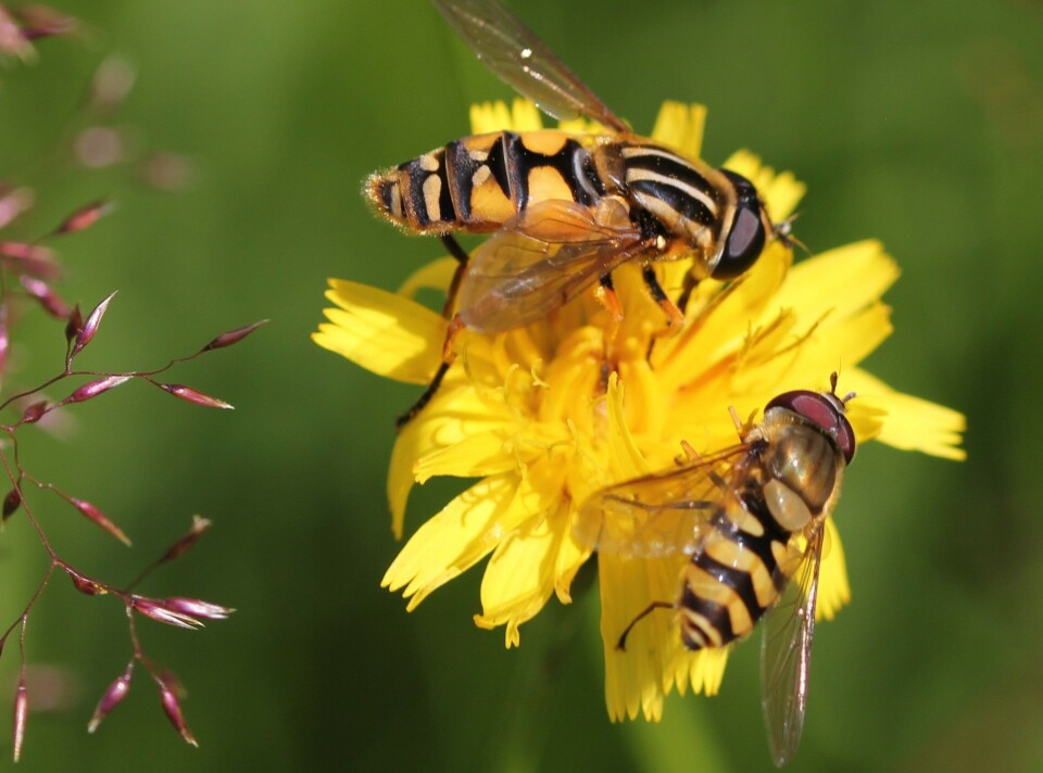 Autumn hawkbit (Scorzoneroides autumnalis).