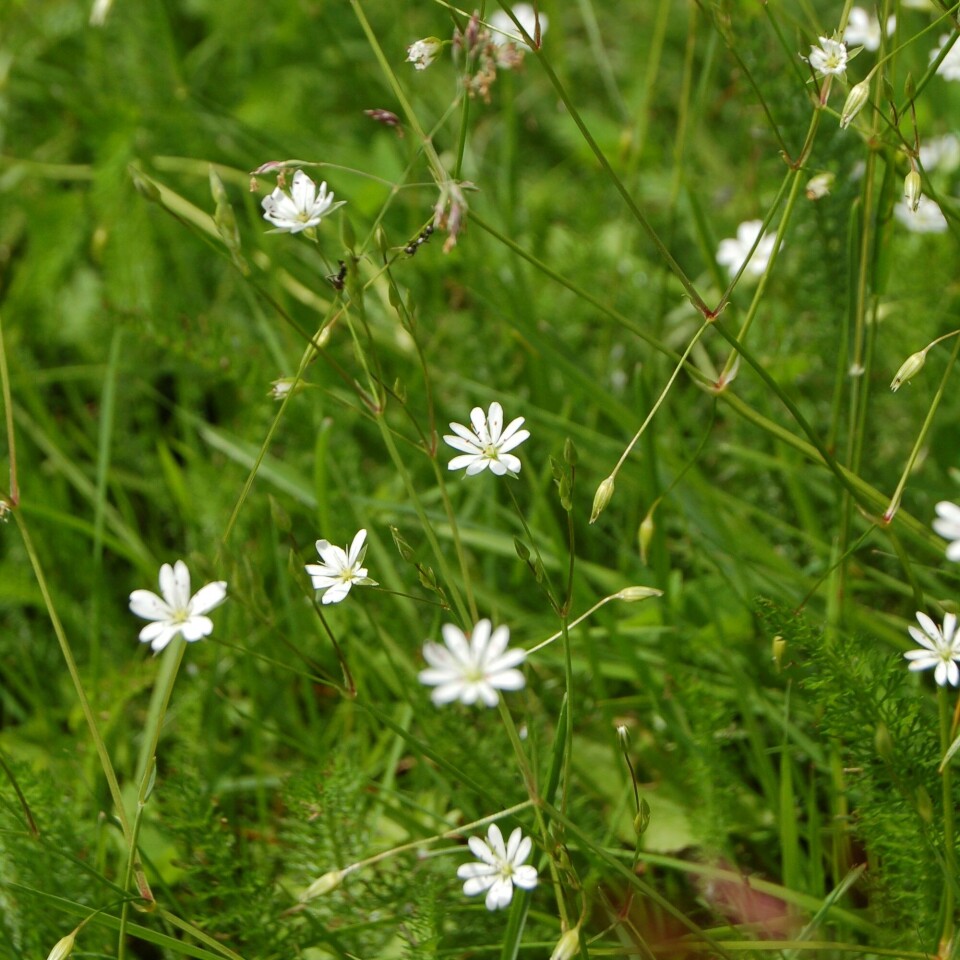 Grass starwort (Stellaria graminea) grows in semi-natural meadows, roadside edges, and forest edges. It can also be found in moderately fertilised meadows.