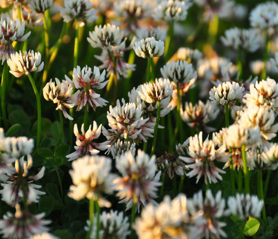 White clover (Trifolium repens) grows in semi-natural meadows, cultivated fields, grazed forests, and roadside edges. The plant can be sown in both meadows and lawns.