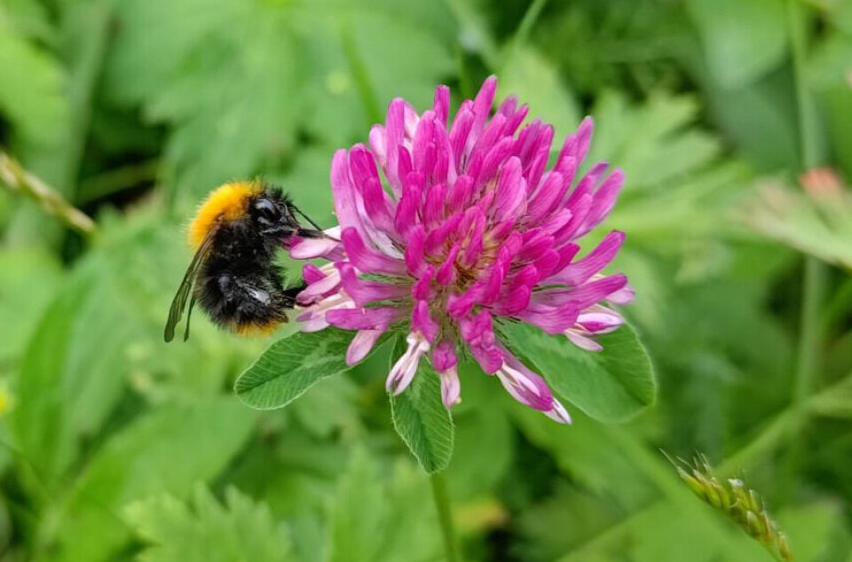 Red clover (Trifolium pratense) is especially popular among bumblebees.