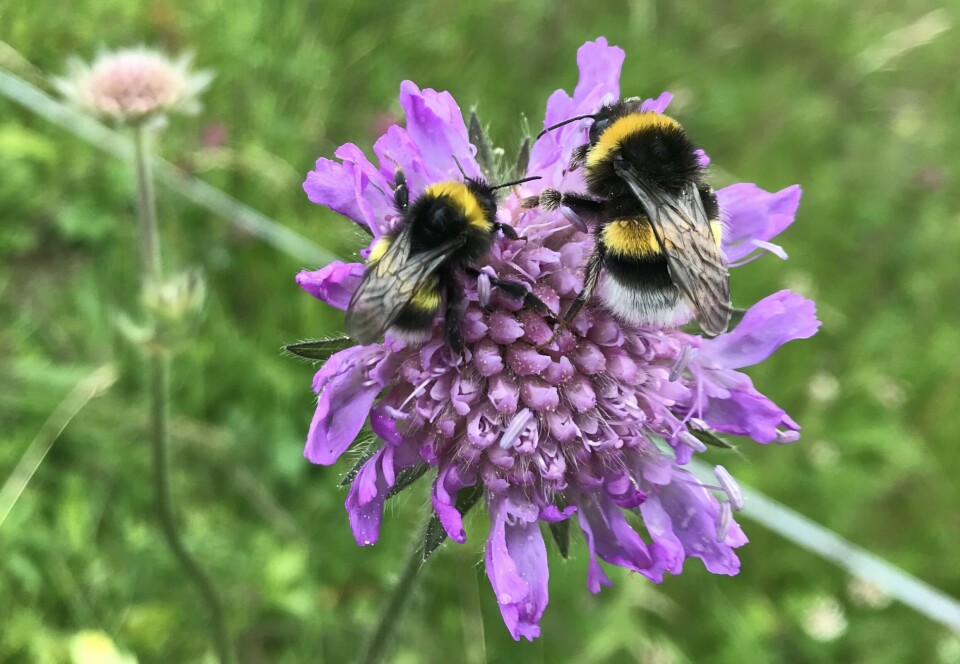 Field scabious (Knautia arvensis) has a large flower where several bumblebees can gather nectar and rest at the same time.