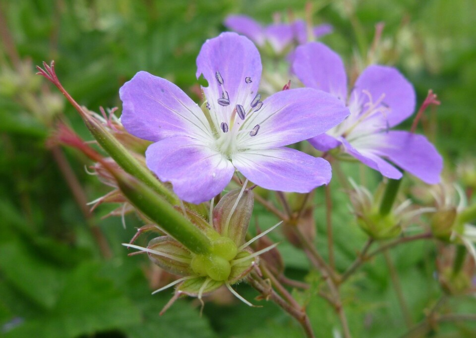 Wood cranesbill (Geranium sylvaticum).