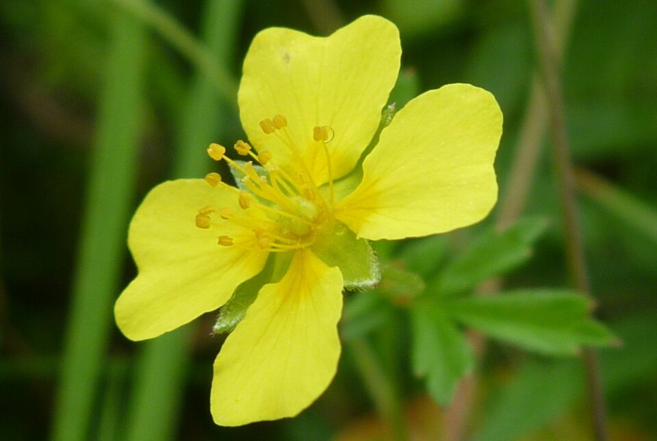 Tormentil (Potentilla erecta).