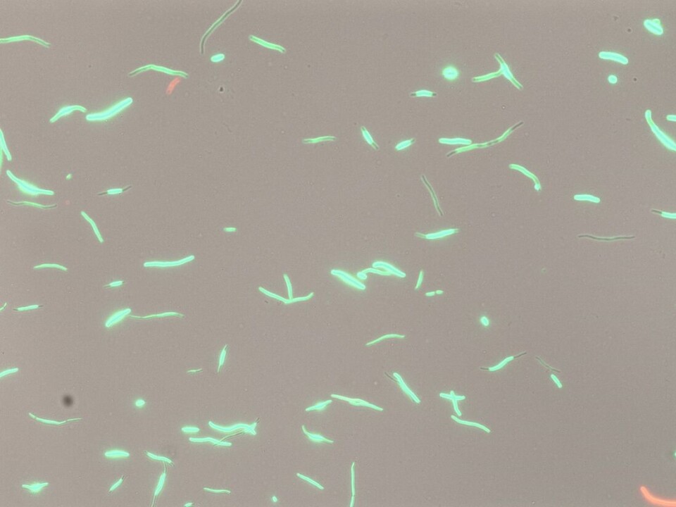 When bacteria are damaged by antibiotics, they activate an SOS response. Instead of growing, the bacteria work to repair the damage and change so they can better tolerate antibiotics. As this happens, they change shape, becoming thin and elongated.