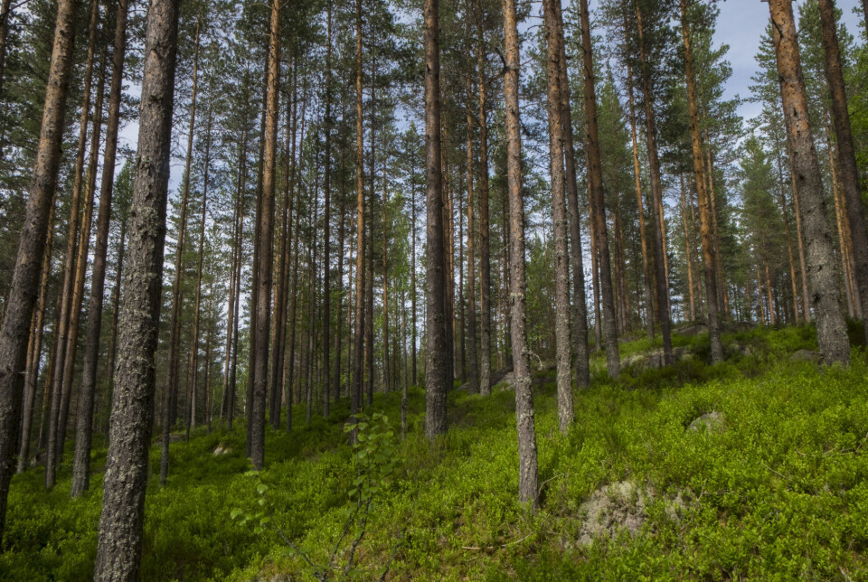 The amount of net CO2 absorbed by forests in Norway has decreased since 2010.