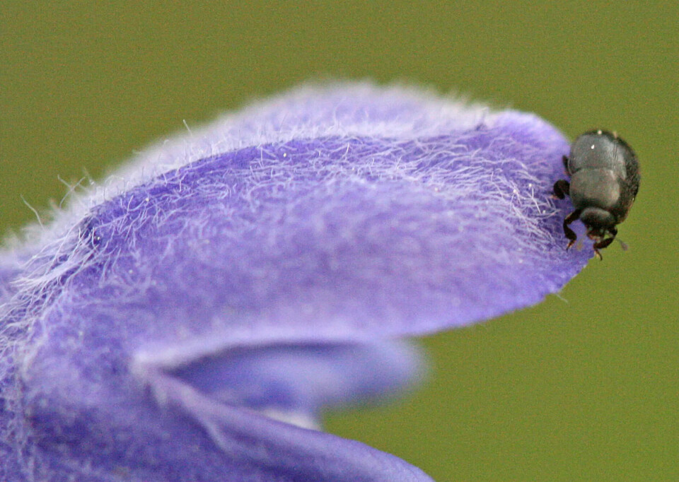 This dragonhead sap beetle (Thymogethes norvegicus) is quite the connoisseur, according to an insect expert. A small black beetle on a purple flower.