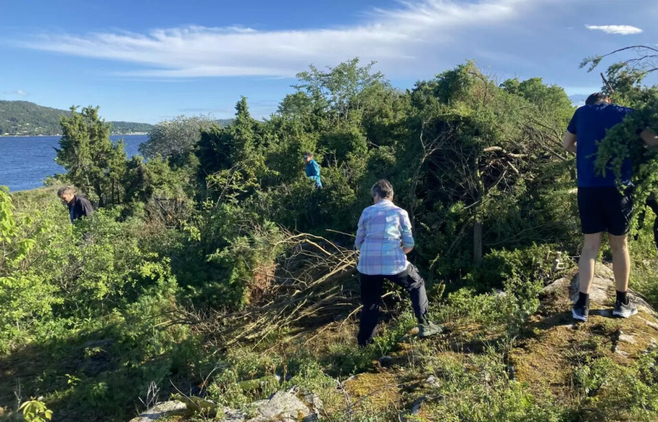 More juniper bushes could be seen than than the sea view before the dragonhead conservation effort on the island of Bile. People cutting down juniper bushes with an obstructed view of the sea.