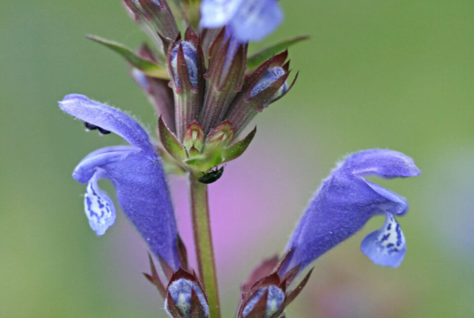 A dragonhead sap beetle in place during the Northern dragonhead flowering. A small black beetle on a purple flower.