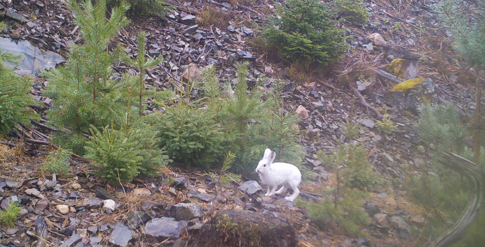 The hare changes colour according to the seasons. When the snow doesn't stay as long in winter, the fur colour no longer matches the terrain.
