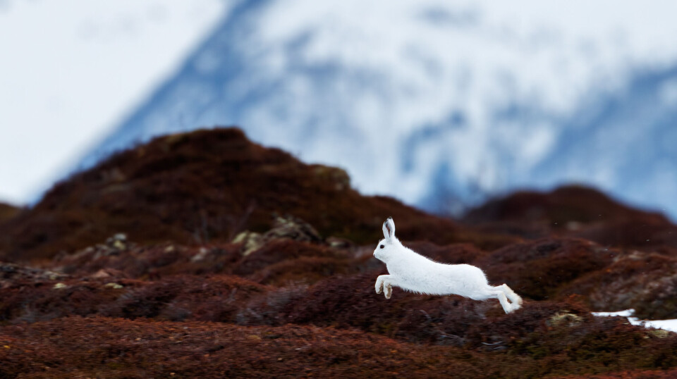 The mountain hare is very visible when it still has its winter coat and the snow has disappeared.