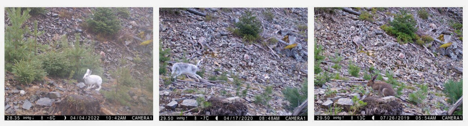 It is easy to see how much the coat colour matters for the Norwegian mountain hare when looking at the photos from one of the camera traps the researchers used.
