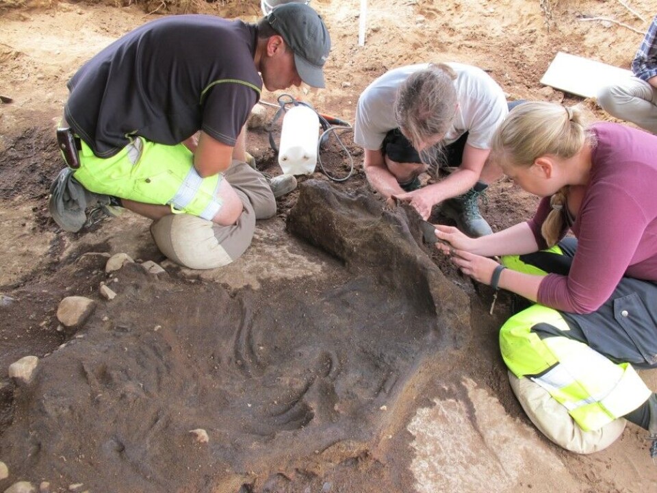 Archaeologists and conservators from the University of Oslo’s Museum of Cultural History excavated the Brunstad grave in 2014.