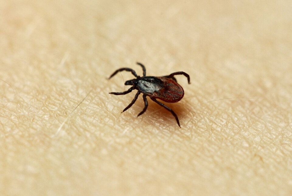 In the last decade, more people have fallen ill from tick bites. En flått kravler på menneskehud.