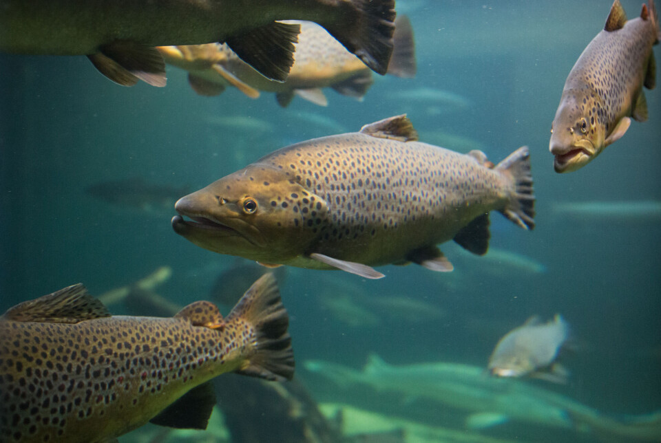 Researchers and fish farmers are now working together to identify the key risk factors in the production chain.