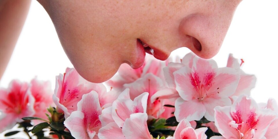 In an experiment, researchers used artificial intelligence recreate perfumes. So what might they be able to achieve in the future?