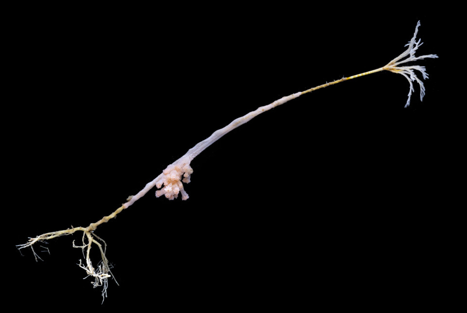 A symbiosis between a sea lily and a coral.