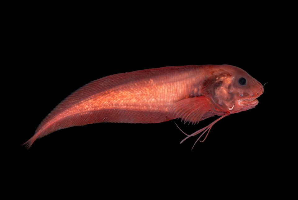 This threadfin seasnail was found 2,400 metres underwater. The species is light red or light purple. The lower part of the pectoral fins is transformed into thread-like filaments.