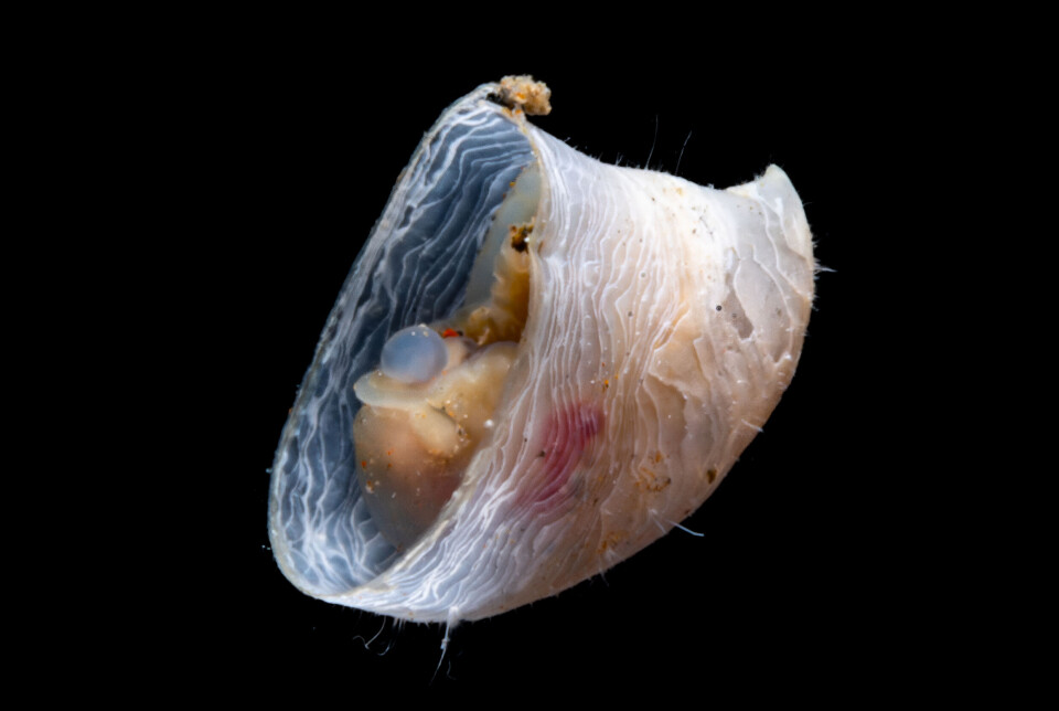 A type of sea snail.