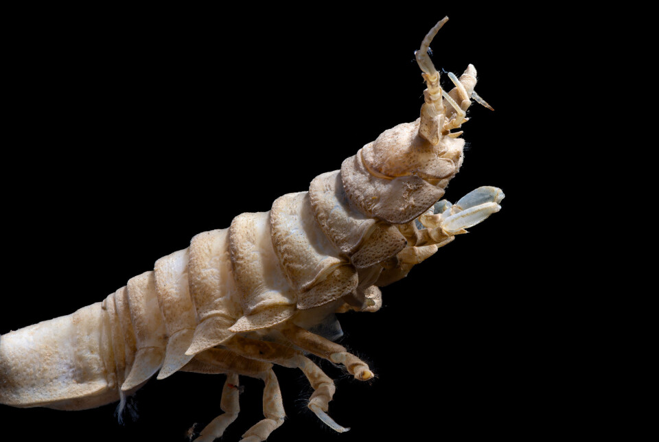 The deep sea: Researchers found mud volcanoes and collected hundreds of small creatures