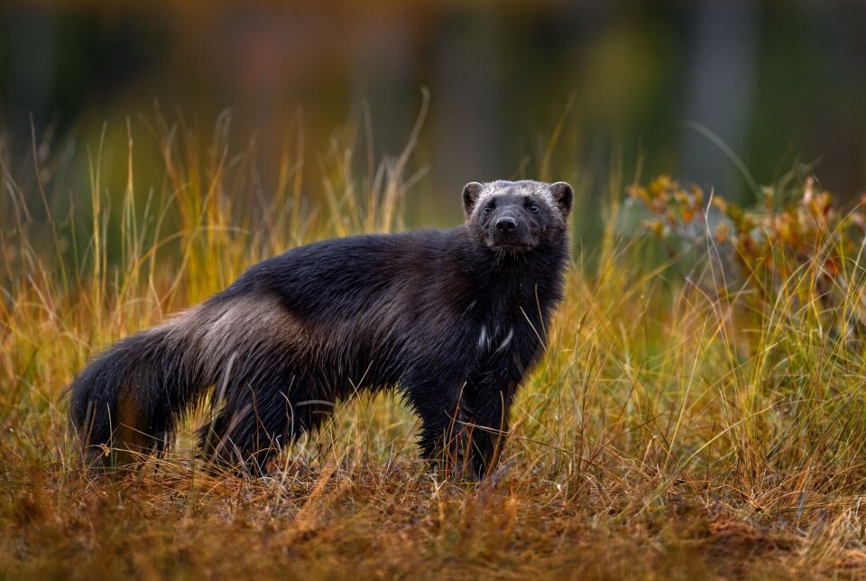 The wolverine is a rare sight. En jerv som står i gresset, med en uklar skog i bakgrunnen.